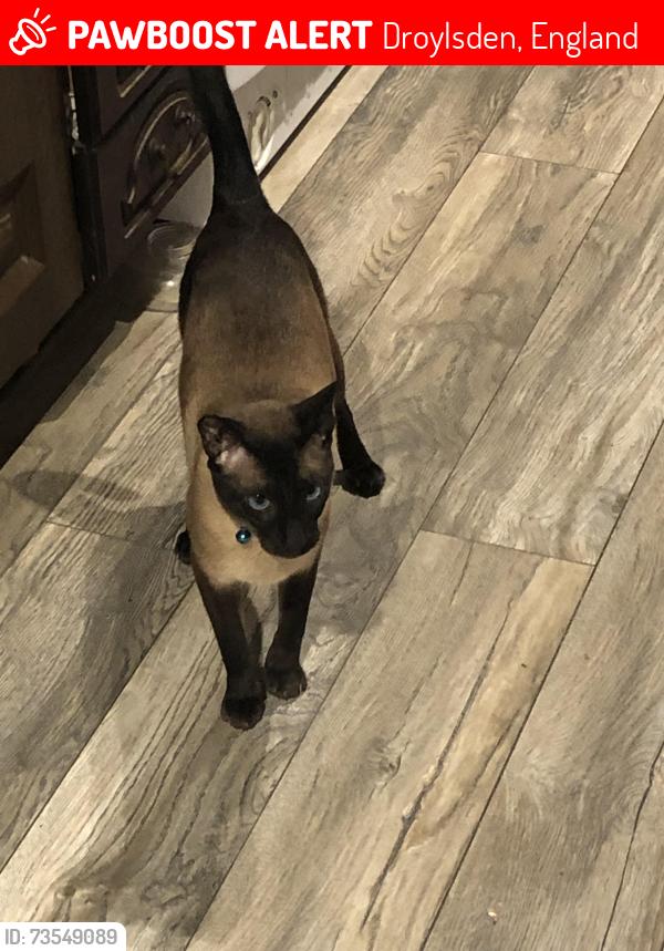 Lost Male Cat last seen Cemetery Road Droylsden, Droylsden, England 