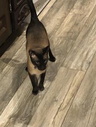 Lost Male Cat last seen Cemetery Road Droylsden, Droylsden, England 