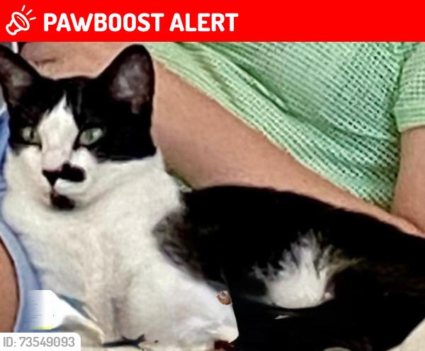 Lost Female Cat last seen Rua Carlos Antônio Pereira de Castro, Cotia - SP, Colinas de São Fernando, SP 