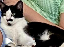 Lost Female Cat last seen Rua Carlos Antônio Pereira de Castro, Cotia - SP, Colinas de São Fernando, SP 