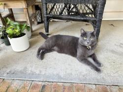 Reunited Male Cat last seen Hunters Run area of Coats NC, Coats, NC 27521