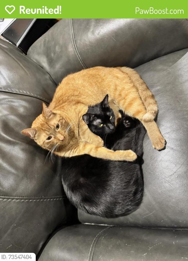Reunited Male Cat last seen Near Mockingbird Ln, Aledo, TX 76008, USA, Aledo, TX 76008