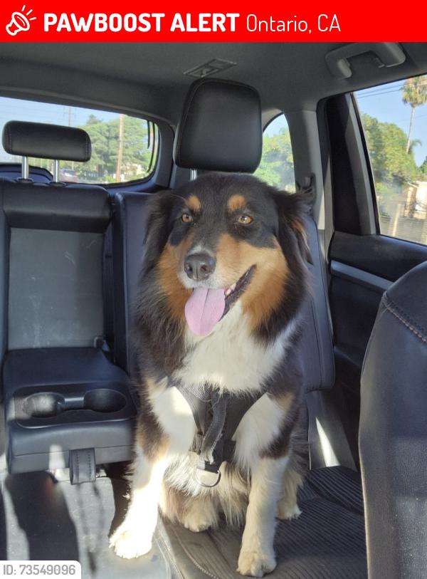Lost Female Dog last seen N. Glenn Ave and 6th St. (vineyard park), Ontario, CA 91764