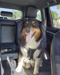 Lost Female Dog last seen N. Glenn Ave and 6th St. (vineyard park), Ontario, CA 91764