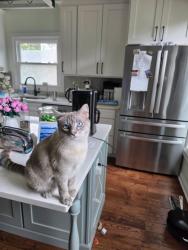 Reunited Male Cat last seen Near Rusticview Dr, Ballwin, MO 63011, USA, Ballwin, MO 63011