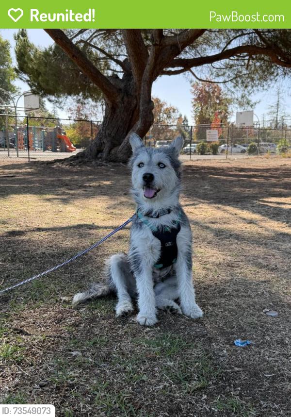 Reunited Female Dog last seen Union/Carlton, San Jose, CA 95124