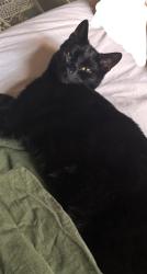 Lost Male Cat last seen Barker drive / Elm Village community, Greater London, England NW1 0JG