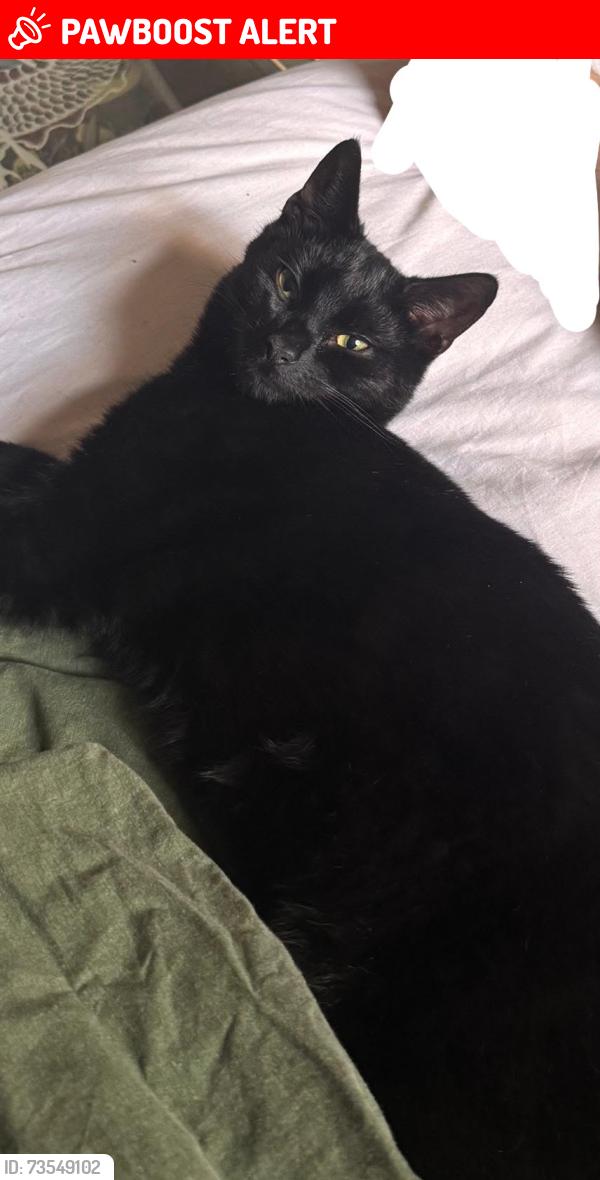 Lost Male Cat last seen Barker drive / Elm Village community, Greater London, England NW1 0JG