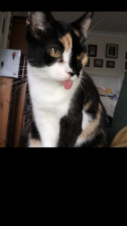 Lost Female Cat last seen North Road and St Mary’s est, Timsbury, England 