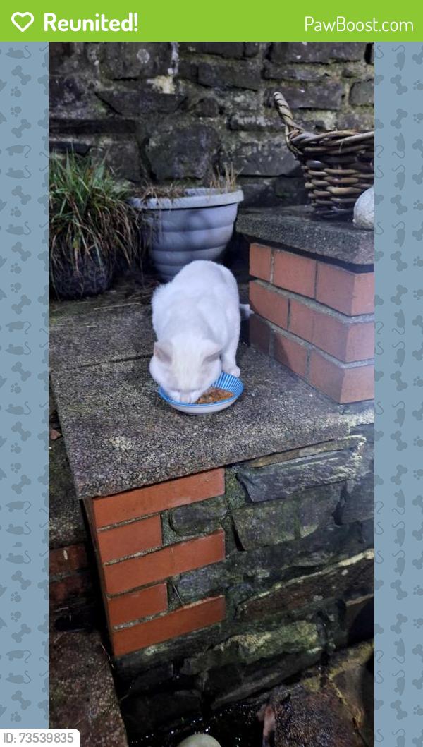Reunited Male Cat last seen Danylan Road Pontypridd, Rhondda Cynon Taf, Wales 
