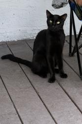 Reunited Male Cat last seen Near E Frierson ave Tampa Fl, Tampa, FL 33610