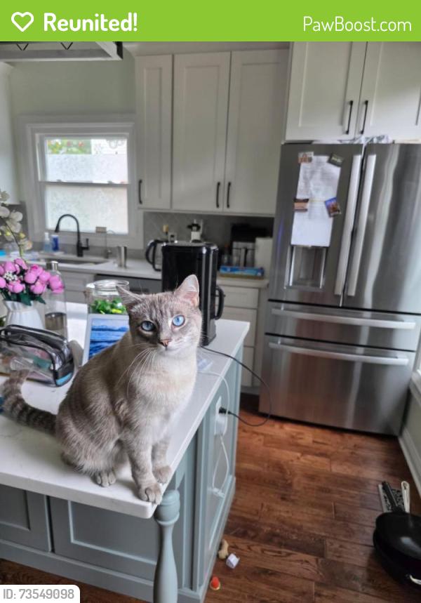 Reunited Male Cat last seen Near Rusticview Dr, Ballwin, MO 63011, USA, Ballwin, MO 63011