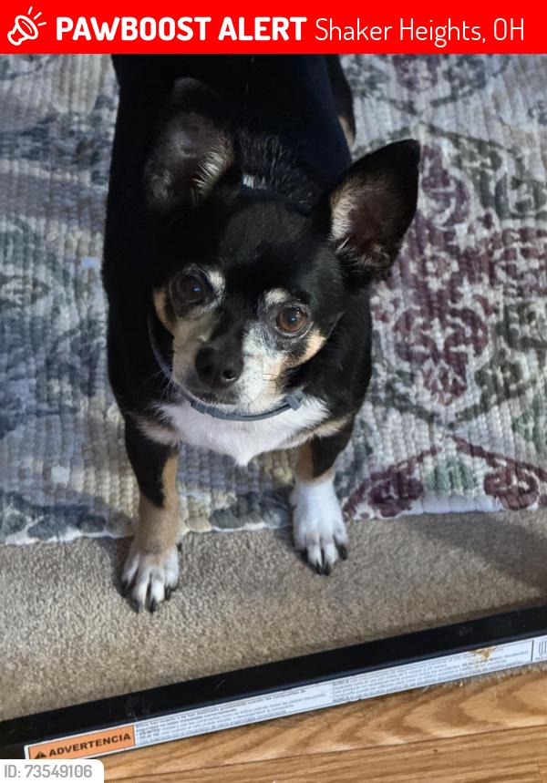 Lost Male Dog last seen Corner of Chagrin Blvd and Glencairn Rd on the south side, Shaker Heights, OH 44122
