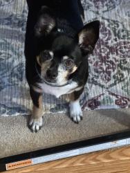 Lost Male Dog last seen Corner of Chagrin Blvd and Glencairn Rd on the south side, Shaker Heights, OH 44122