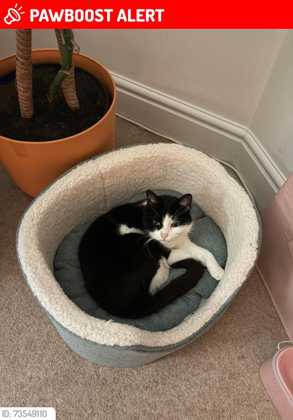 Lost Male Cat last seen Chorlton, near St John’s school, off Longford road, Chorlton-cum-Hardy, England M21 9NQ