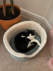 Lost Male Cat last seen Chorlton, near St John’s school, off Longford road, Chorlton-cum-Hardy, England M21 9NQ