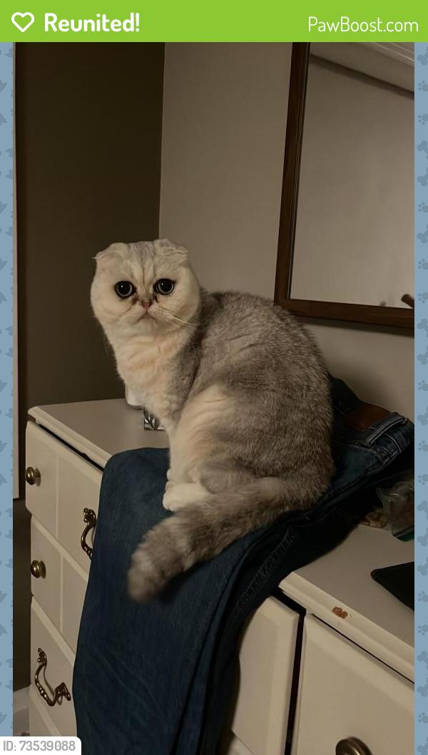 Reunited Female Cat last seen Mississauga & Dundas, Mississauga, ON L5L 2P1