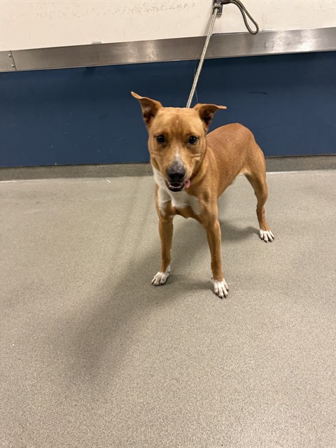 Shelter Stray Male Dog last seen Near BLOCK NW 79TH TER, 3599 NW 79th Ave, Doral, FL 33122, USA