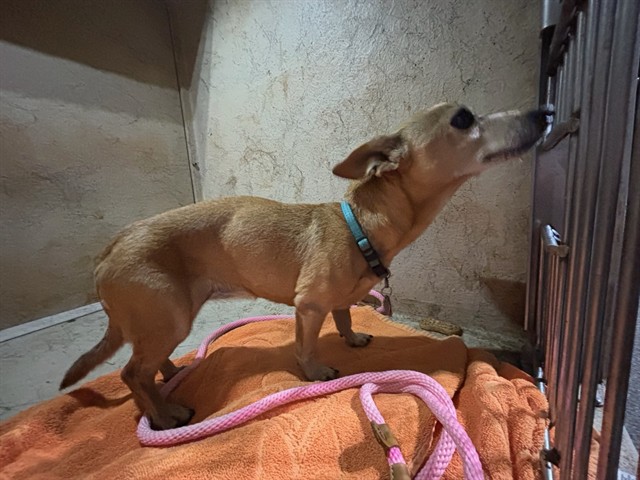 Shelter Stray Female Dog last seen HOMELESS ALLIANCE, 2811 SE 29th St, Oklahoma City, OK 73129, USA