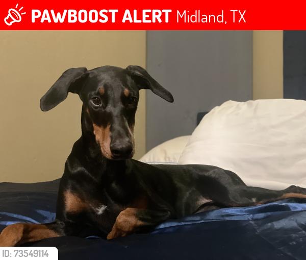 Lost Female Dog last seen Cloverdale rd and S Madison st midland tx, Midland, TX 79701