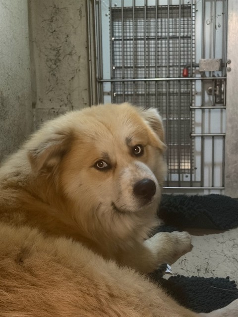 Shelter Stray Male Dog last seen Near, 5001 E Raymond St, Indianapolis, IN 46203, USA