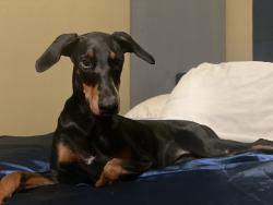 Lost Female Dog last seen Cloverdale rd and S Madison st midland tx, Midland, TX 79701