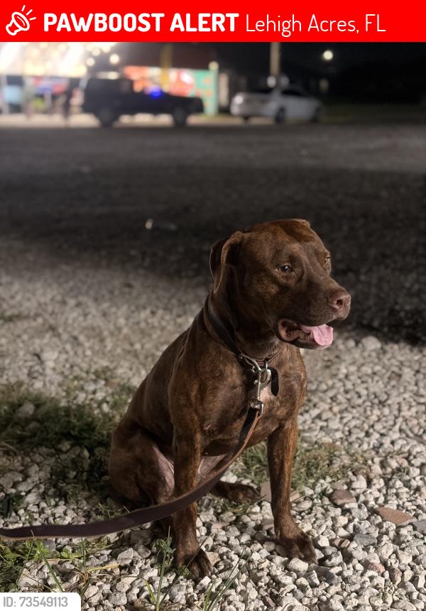 Lost Male Dog last seen Close to the 82, Lehigh Acres, FL 33976