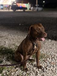 Lost Male Dog last seen Close to the 82, Lehigh Acres, FL 33976