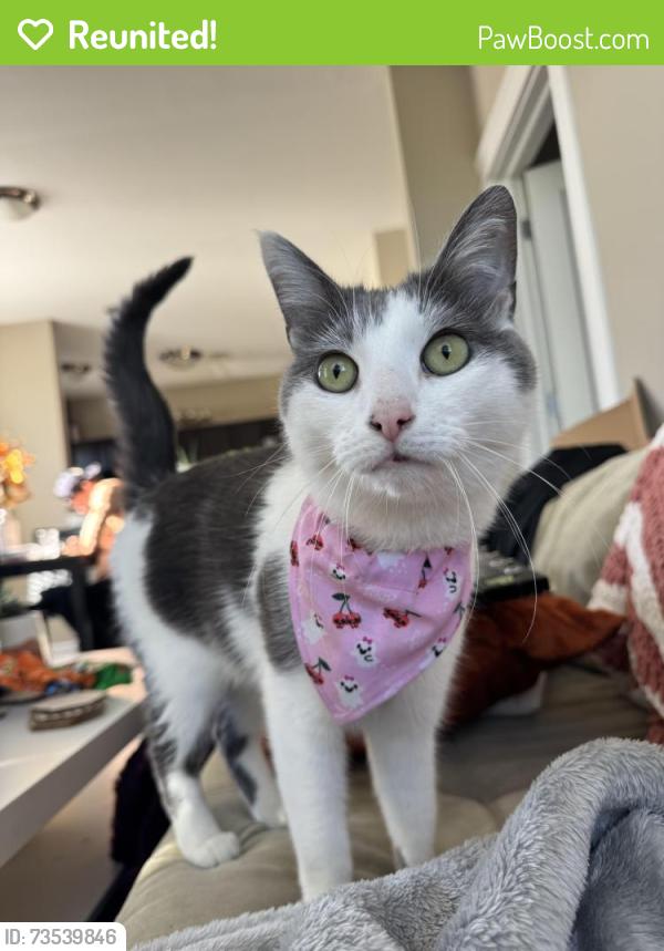 Reunited Male Cat last seen District at saxony, Fishers, IN 46037