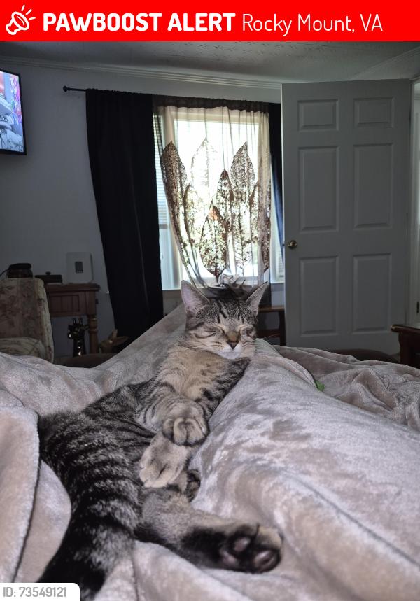 Lost Male Cat last seen Near, Rocky Mount, VA 24151