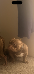 Reunited Male Dog last seen Alexander and cliff shadows, Las Vegas, NV 89129