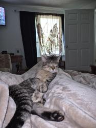Lost Male Cat last seen Near, Rocky Mount, VA 24151