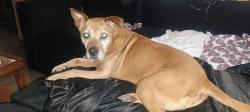 Reunited Male Dog last seen EJ Brown school, Dayton, OH 45405