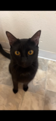 Reunited Male Cat last seen Palmquist, Gresham, OR 97080