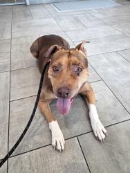 Found/Stray Female Dog last seen Dobson and Guadalupe, Mesa, AZ 85202