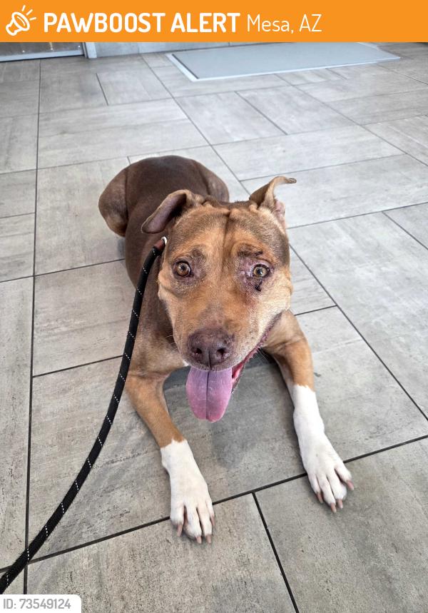 Found/Stray Female Dog last seen Dobson and Guadalupe, Mesa, AZ 85202