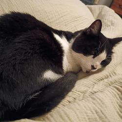 Reunited Male Cat last seen E 7th ave and N George St, York, PA 17404