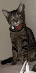 Lost Male Cat last seen Golden Bear, Antioch, CA 94531