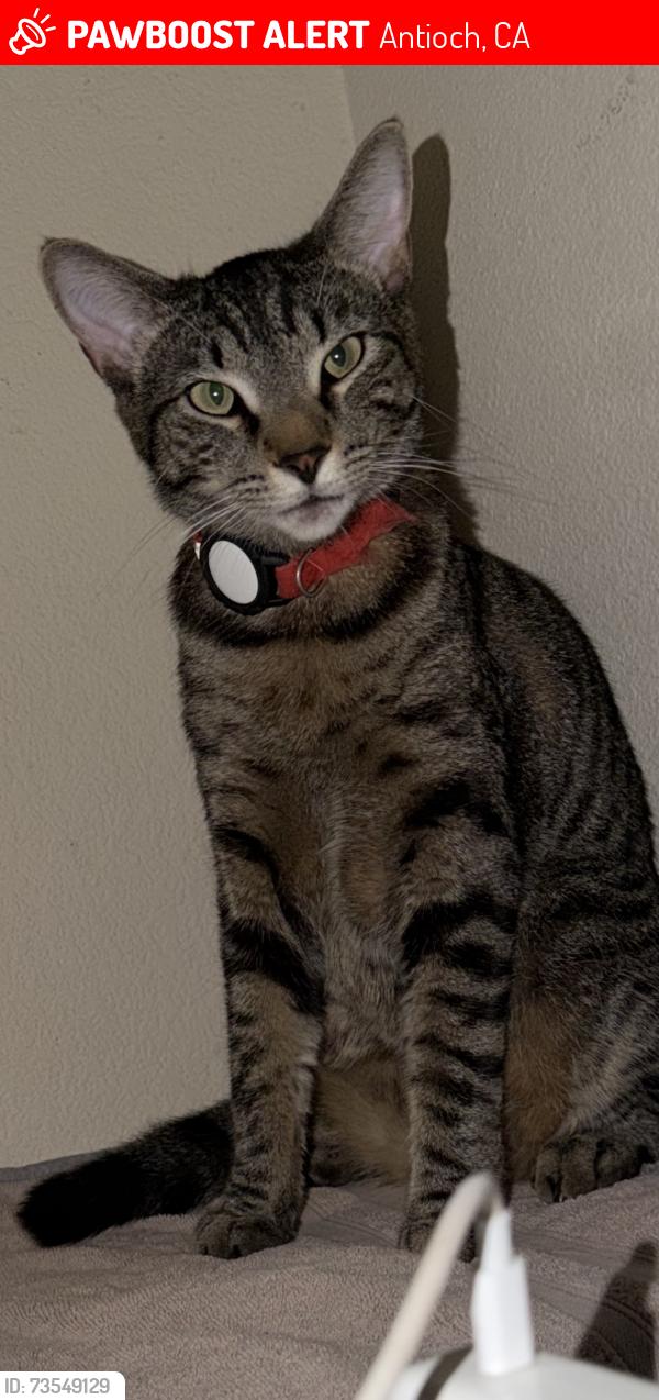 Lost Male Cat last seen Golden Bear, Antioch, CA 94531