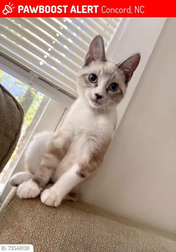 Lost Male Cat last seen Near Harris St NW, Concord, Concord, NC 28025