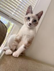 Lost Male Cat last seen Near Harris St NW, Concord, Concord, NC 28025