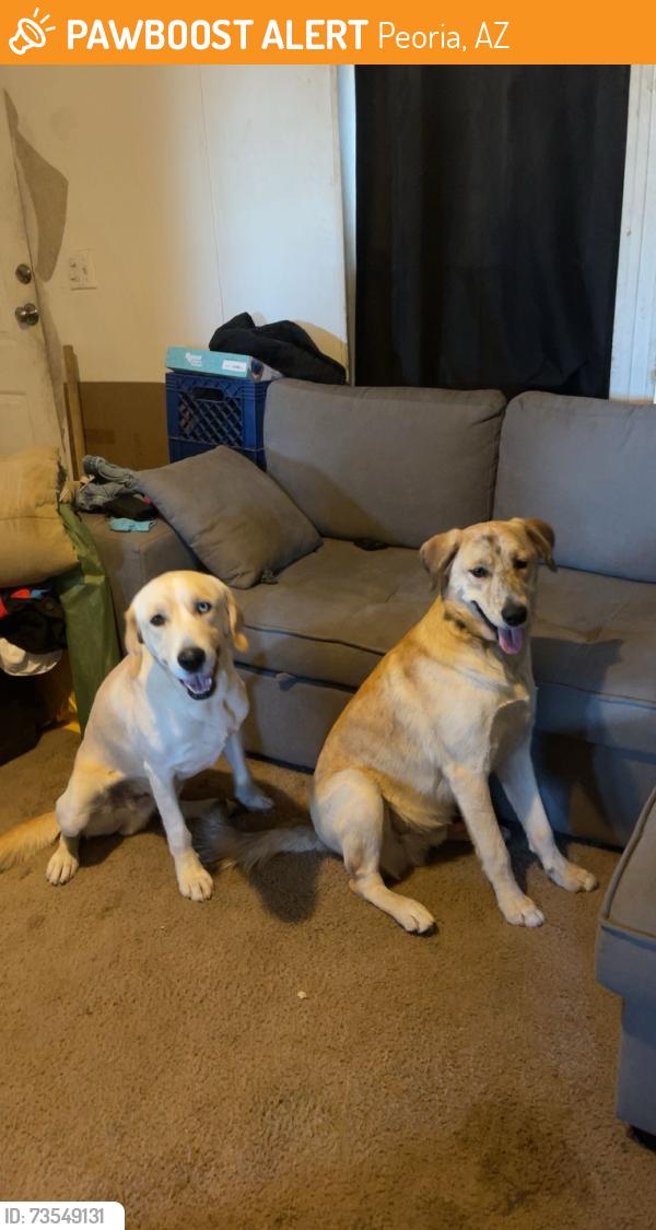 Found/Stray Male Dog last seen 67th and greenway, Peoria, AZ 85382