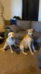 Found/Stray Male Dog last seen 67th and greenway, Peoria, AZ 85382