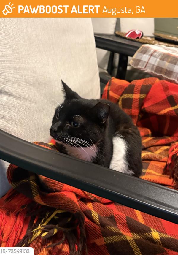 Found/Stray Unknown Cat last seen Dorchester Neighborhood, Augusta, GA 30909