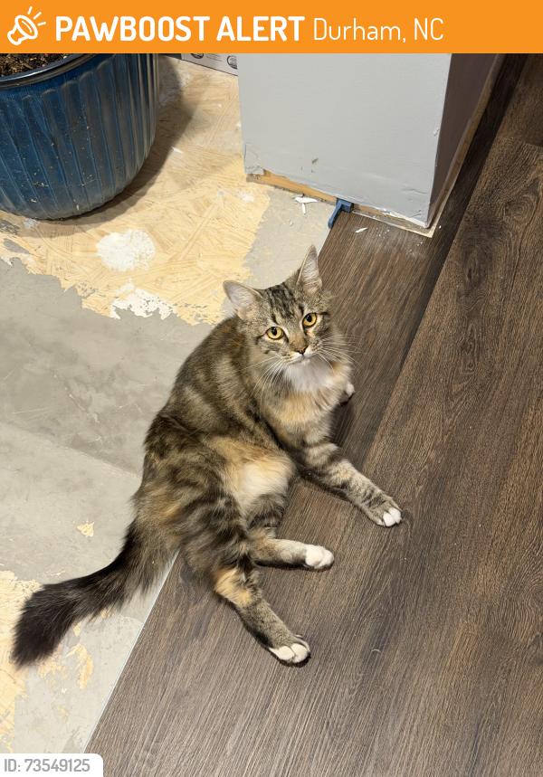 Found/Stray Unknown Cat last seen Lowes, Durham, NC 27704