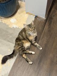 Found/Stray Unknown Cat last seen Lowes, Durham, NC 27704