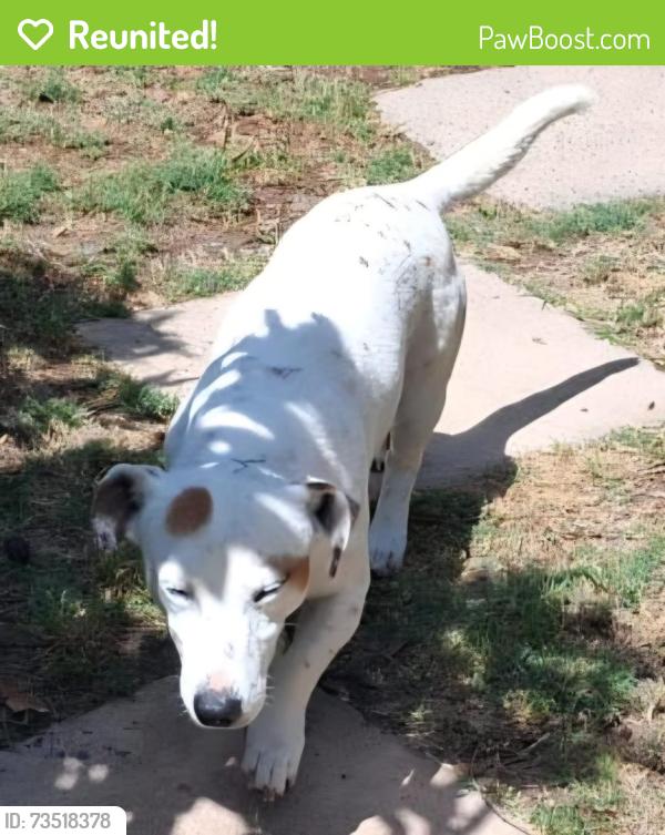 Reunited Male Dog last seen Brackenfell blvd, Cape Town, WC 7579