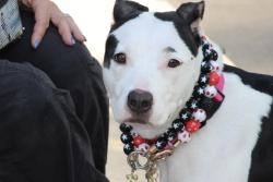 Shelter Stray Female Dog last seen Near Richmond Terrace, STATEN ISLAND, NY, 10301, 3139 Veterans Rd W, Staten Island, NY 10309, USA