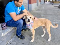 Shelter Stray Male Dog last seen NEW YORK, NY, 10002, 326 E 110th St, New York, NY 10029, USA
