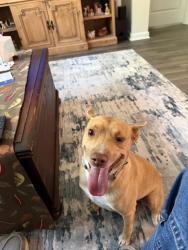 Found/Stray Male Dog last seen Sutton Farm community, Oakdale Rd,  28463